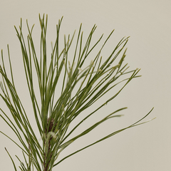 Beauty of Joseon Pine Grove : Body Wash